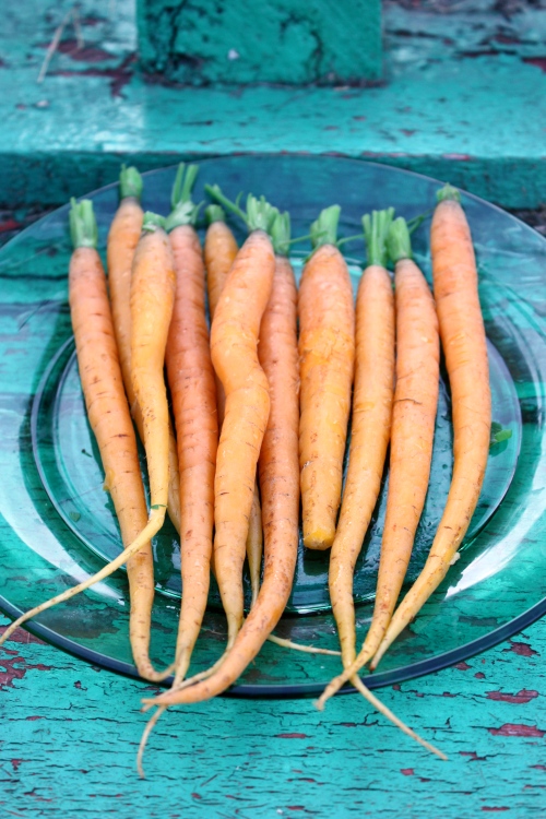 Ekologiska fröer, ekologisk morot nantes, fröer morot, fröer ekologisk